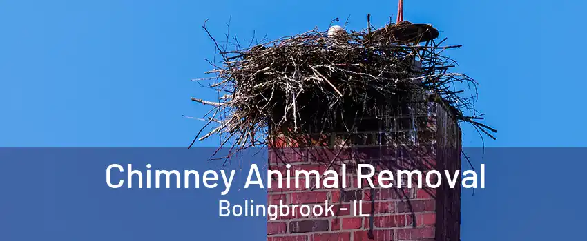 Chimney Animal Removal Bolingbrook - IL