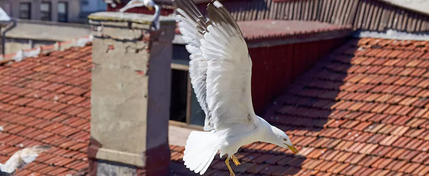 Residential Chimney Animal Removal Solution in Bolingbrook, IL